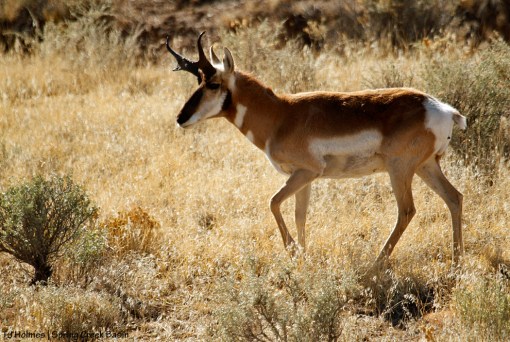 Pronghorn buck in Spring Creek Basin.