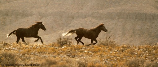 Running with the wind.