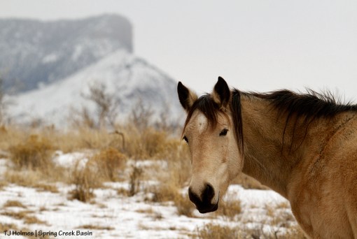 Kestrel, Temple Butte and McKenna Peak