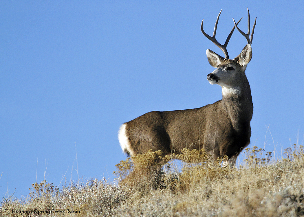 Mule deer buck in Spring Creek Basin.