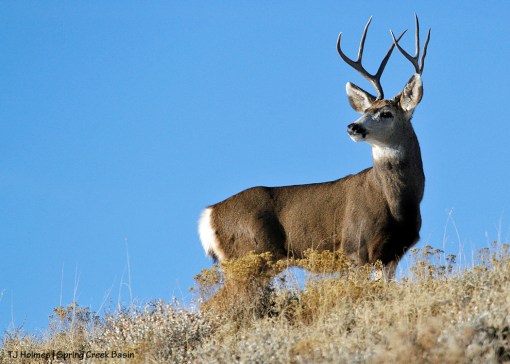 Mule deer buck in Spring Creek Basin.