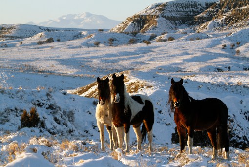 Pintos, La Sal Mountains, Round Top