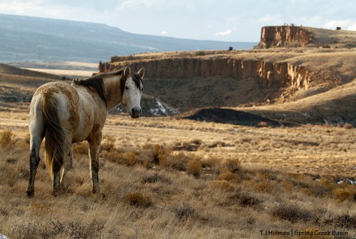 Comanche, Spring Creek canyon