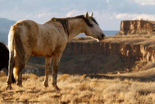 Comanche, Spring Creek canyon