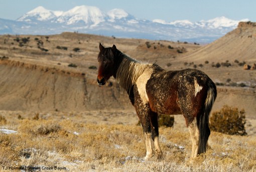 S'aka, rimrocks, La Sal Mountains