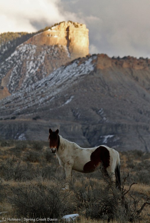 Chipeta at the end of a day of "trying to snow" in Spring Creek Basin.