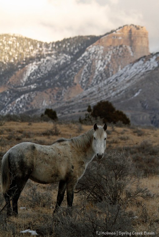 Ty at the end of a day of "trying to snow" in Spring Creek Basin.