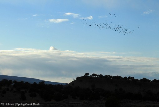 Birds over Spring Creek Basin.