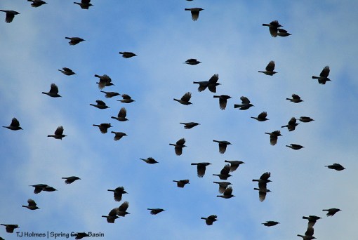 Birds over Spring Creek Basin.