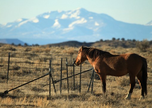 Hollywood, exclosure, La Sal Mountains