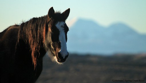 Raven, La Sal Mountains
