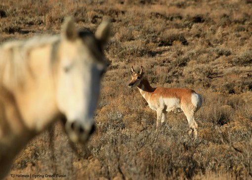 Piedra and pronghorn doe in Spring Creek Basin.