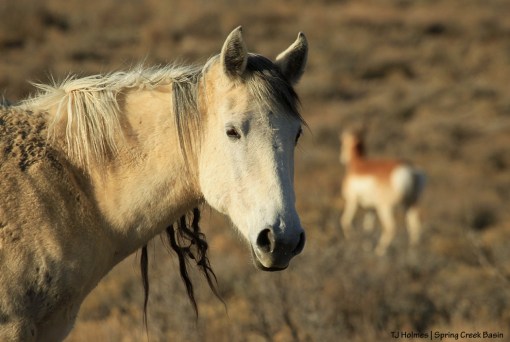 Piedra and pronghorn doe in Spring Creek Basin.