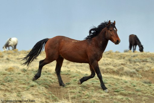 Aspen; members of Comanche's band in the background.