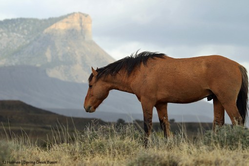 Hollywood; Temple Butte