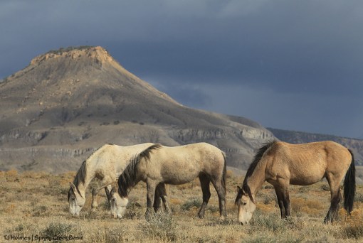 Kestrel, Terra and Comanche; Brumley Point.