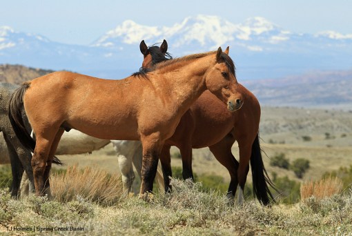 Hollywood and Shane, La Sal Mountains