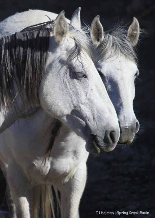 Comanche and Piedra