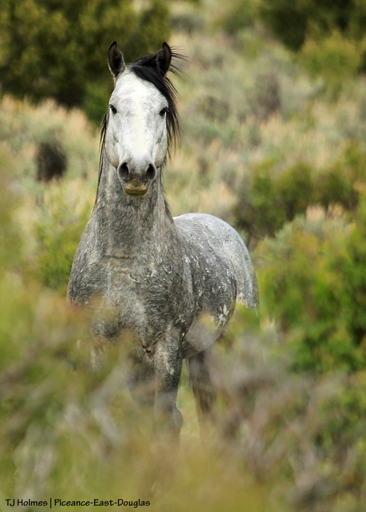 Young grey stallion by himself in Piceance-East Douglas Herd Management Area.