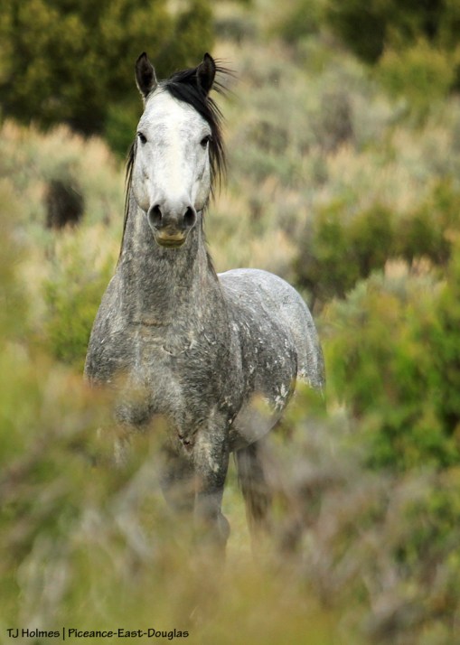 Young grey stallion by himself in Piceance-East Douglas Herd Management Area.