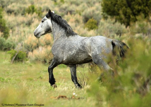 Young grey stallion by himself in Piceance-East Douglas Herd Management Area.