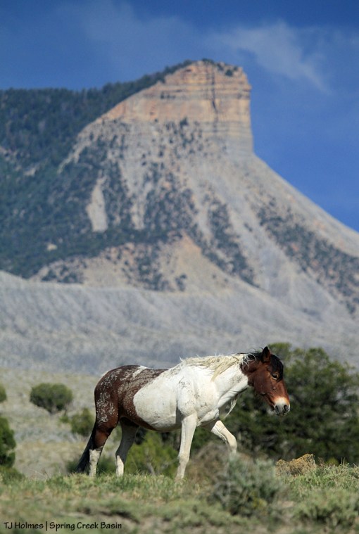 Chipeta, Temple Butte
