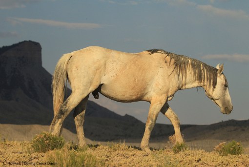 Comanche, Temple Butte