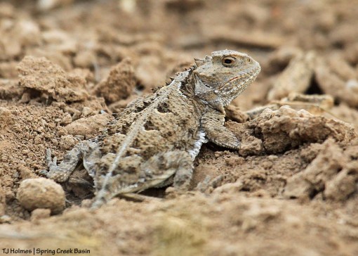 Horny toad