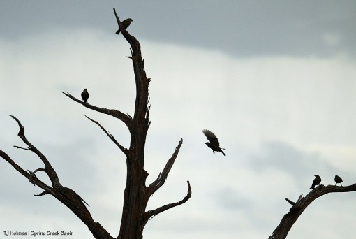Birds on a dead juniper tree in Spring Creek Basin.