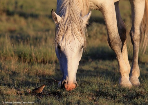 Kwana with LBB in Spring Creek Basin.