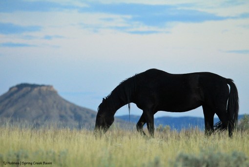 Aurora, Brumley Point