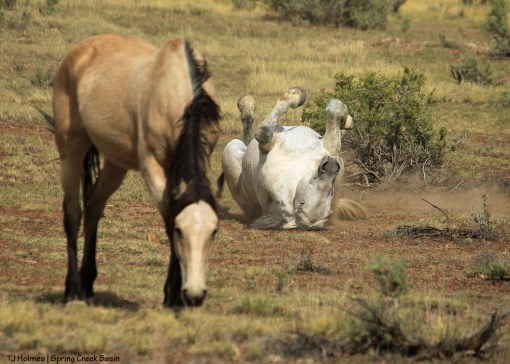 Kestrel and Comanche
