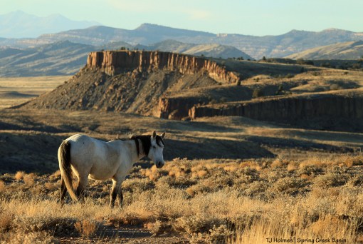 Winona; Spring Creek canyon