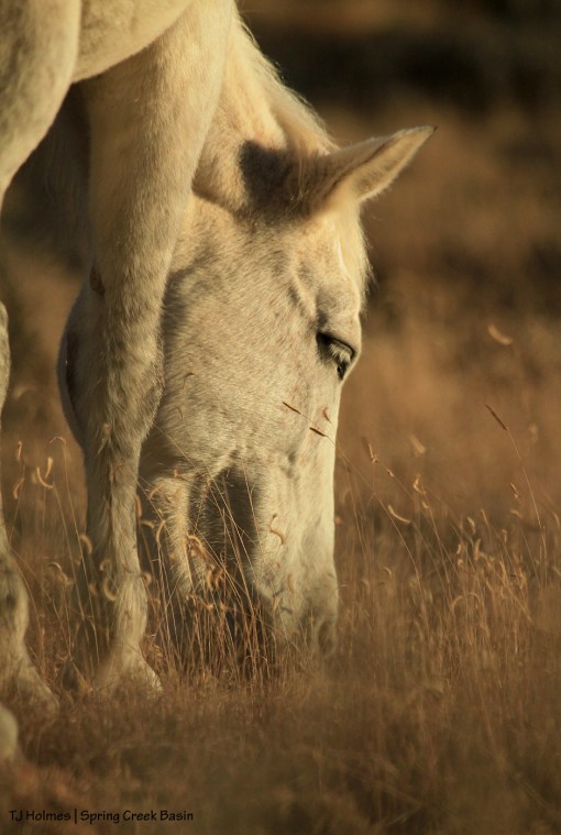 Mysterium eats grama grass.