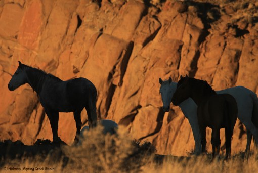 Hollywood, Houdini and Maia