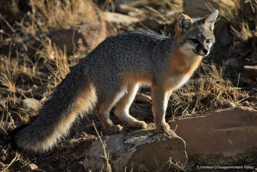 Fox - common gray fox