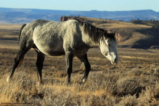 Skywalker; Spring Creek canyon