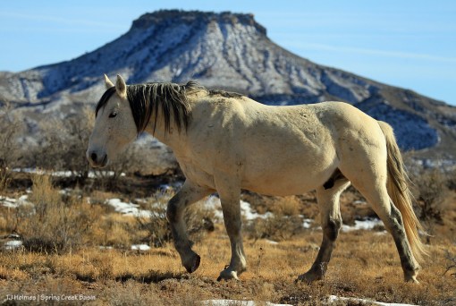 Comanche; Brumley Point