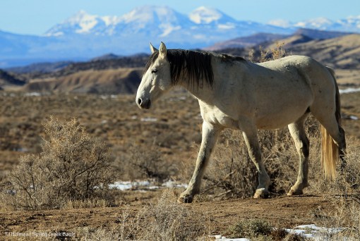 Comanche; La Sal Mountains