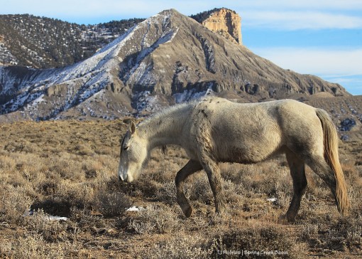 Juniper; McKenna Peak and Temple Butte