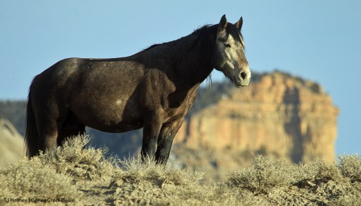 Killian; Temple Butte