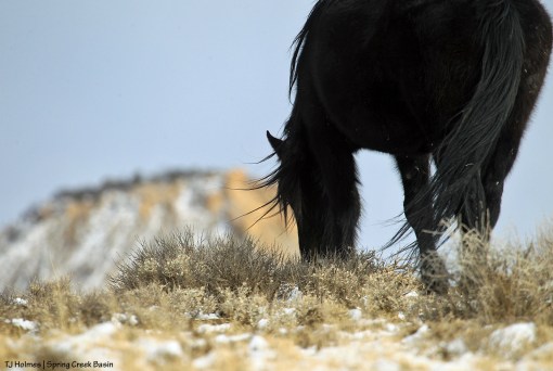 Shadow; Brumley Point