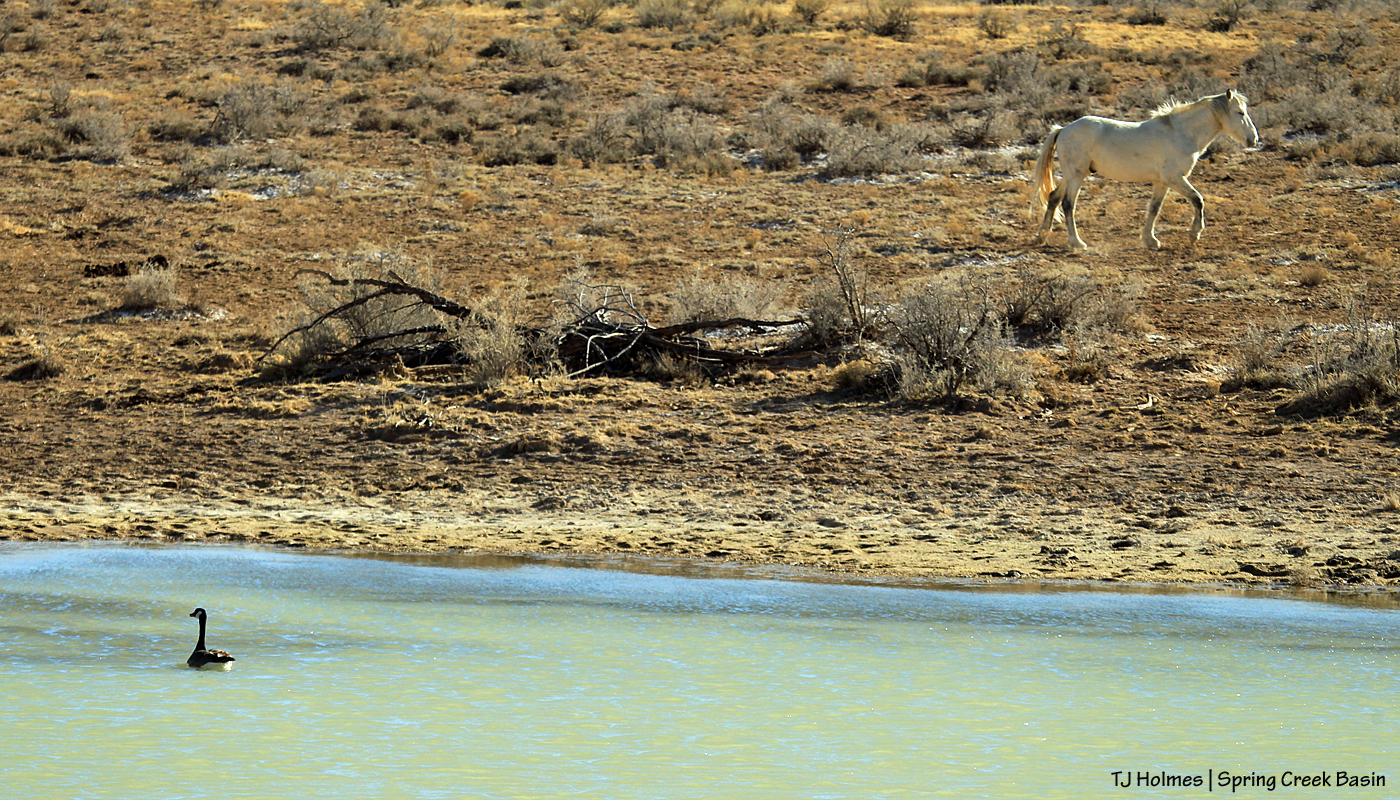 Canada goose on roller-coaster ridge pond; Kwana