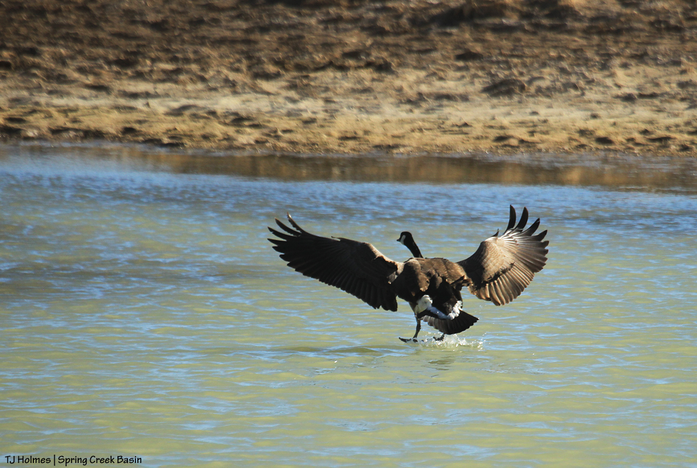 Canada goose on roller-coaster ridge pond.