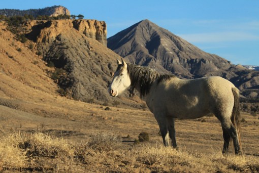 Terra; McKenna Peak, Temple Butte (barely)