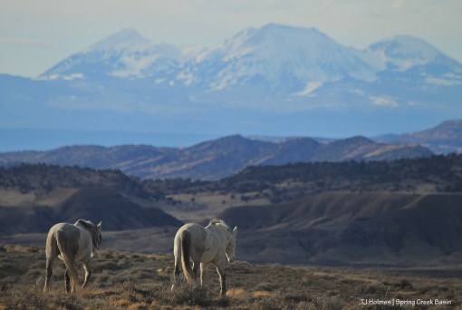 Storm and Juniper; La Sal Mountains