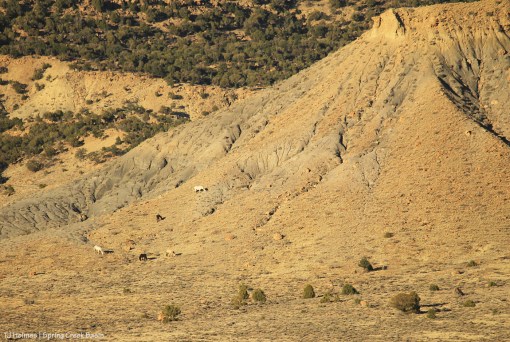 Comanche's band, west end of Knife Edge