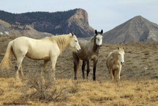Alegre, Maia and Houdini; Temple Butte and McKenna Peak