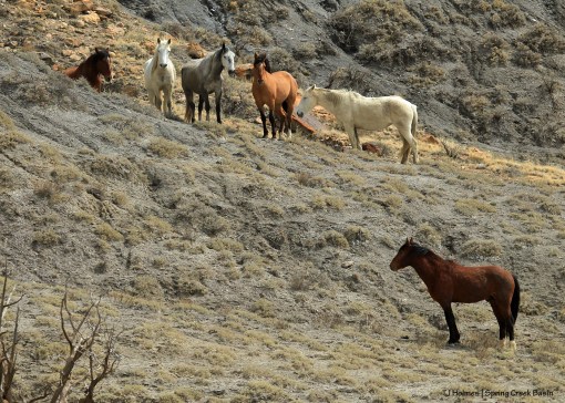 Tenaz and Hollywood's band