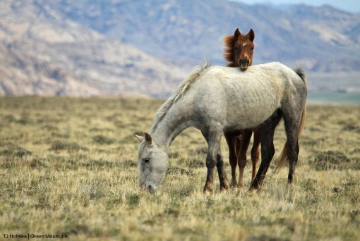 043018greymareyearfilly1